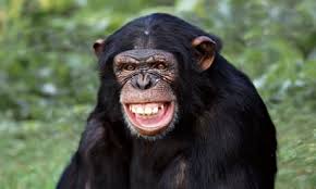 ape