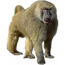 baboon