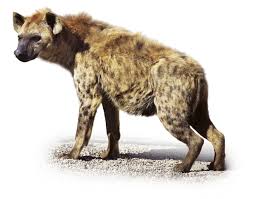 hyena