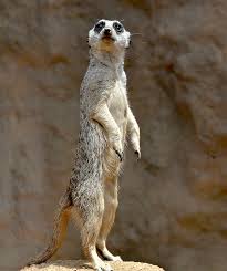 Meerkat