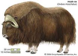 musk-ox