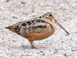 snipe
