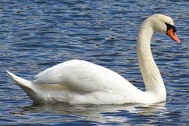 swan