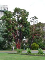 Madrona Trees