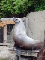 Sea Lion