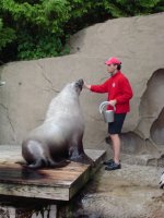 Sea Lion