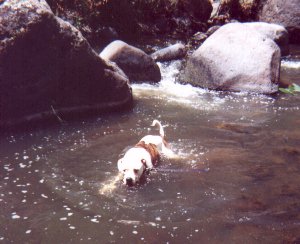 Coda's a water dog, too