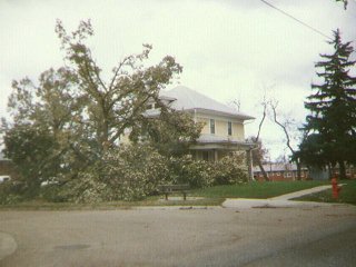 Tree damage