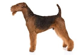 airedale