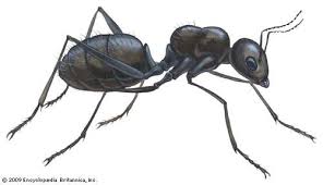 Ant