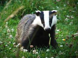 badger
