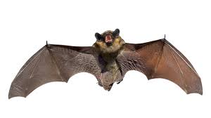 bat