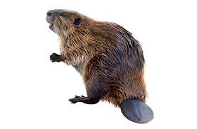 beaver