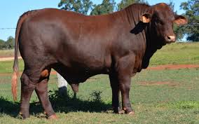 bull