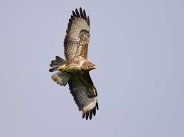 buzzard