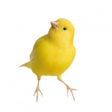 canary
