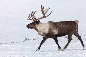 caribou