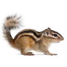 chipmunk