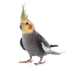 cockatiel