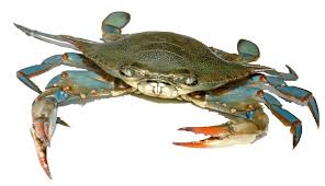 crab