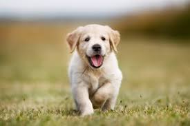 doggie
