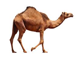 dromedary