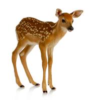 fawn