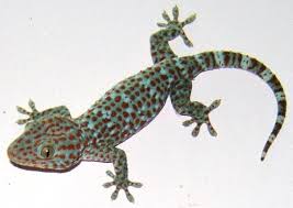 Gecko