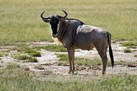 Gnu