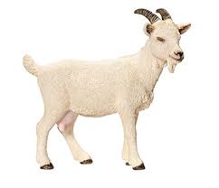 Goat