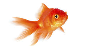 goldfish