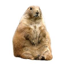 gopher