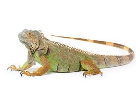 iguana