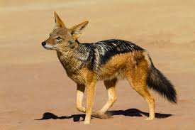 jackal
