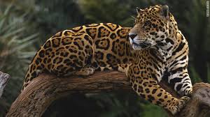 jaguar
