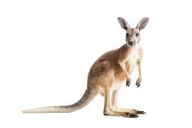 kangaroo