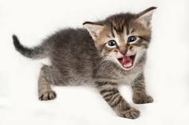 Kitten