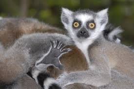 lemur