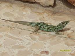 lizard