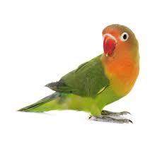 lovebird