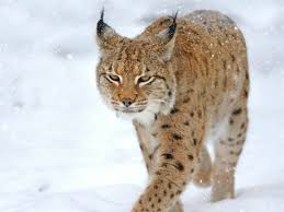 Lynx