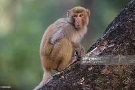 Macaque