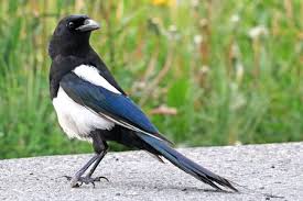 magpie