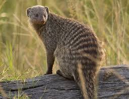 Mongoose