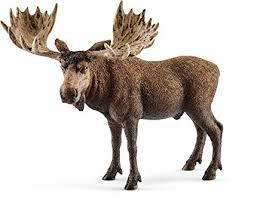 moose
