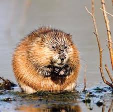 Muskrat