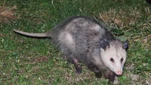 opossum