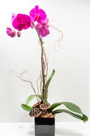 orchid