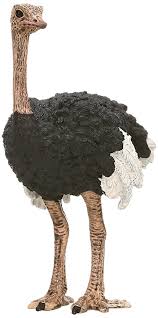 ostrich