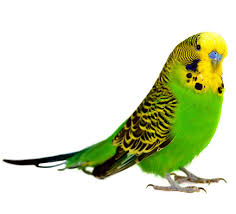 parakeet